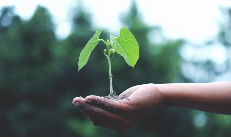 Nos meilleures idées pour un cadeau client écologique 